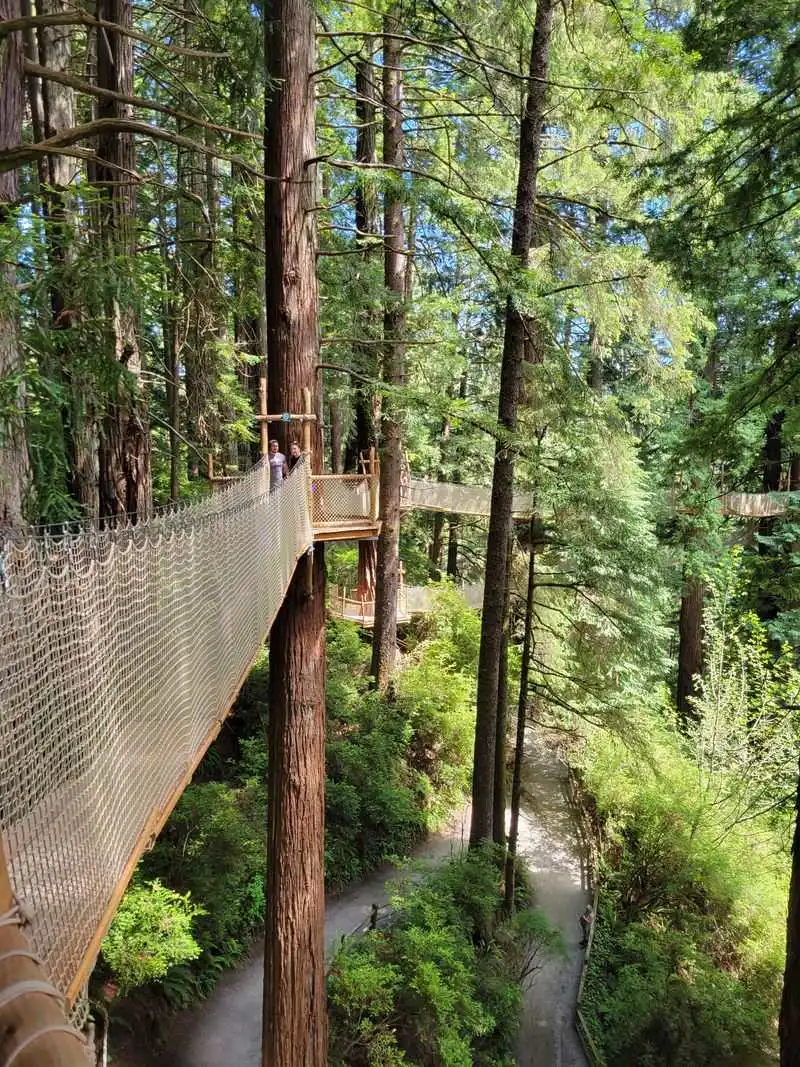 Trees of Mystery (Klamath)