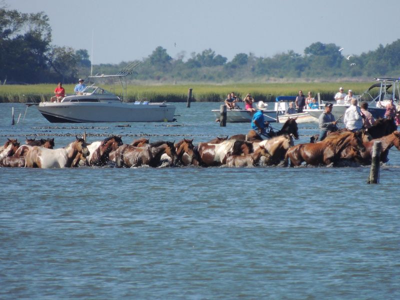 Chincoteague