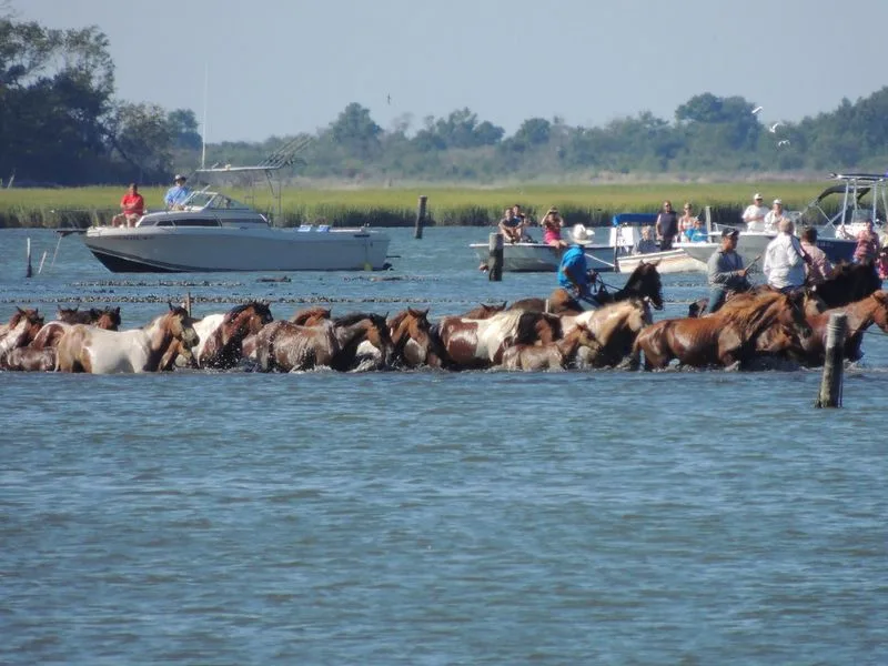 Chincoteague