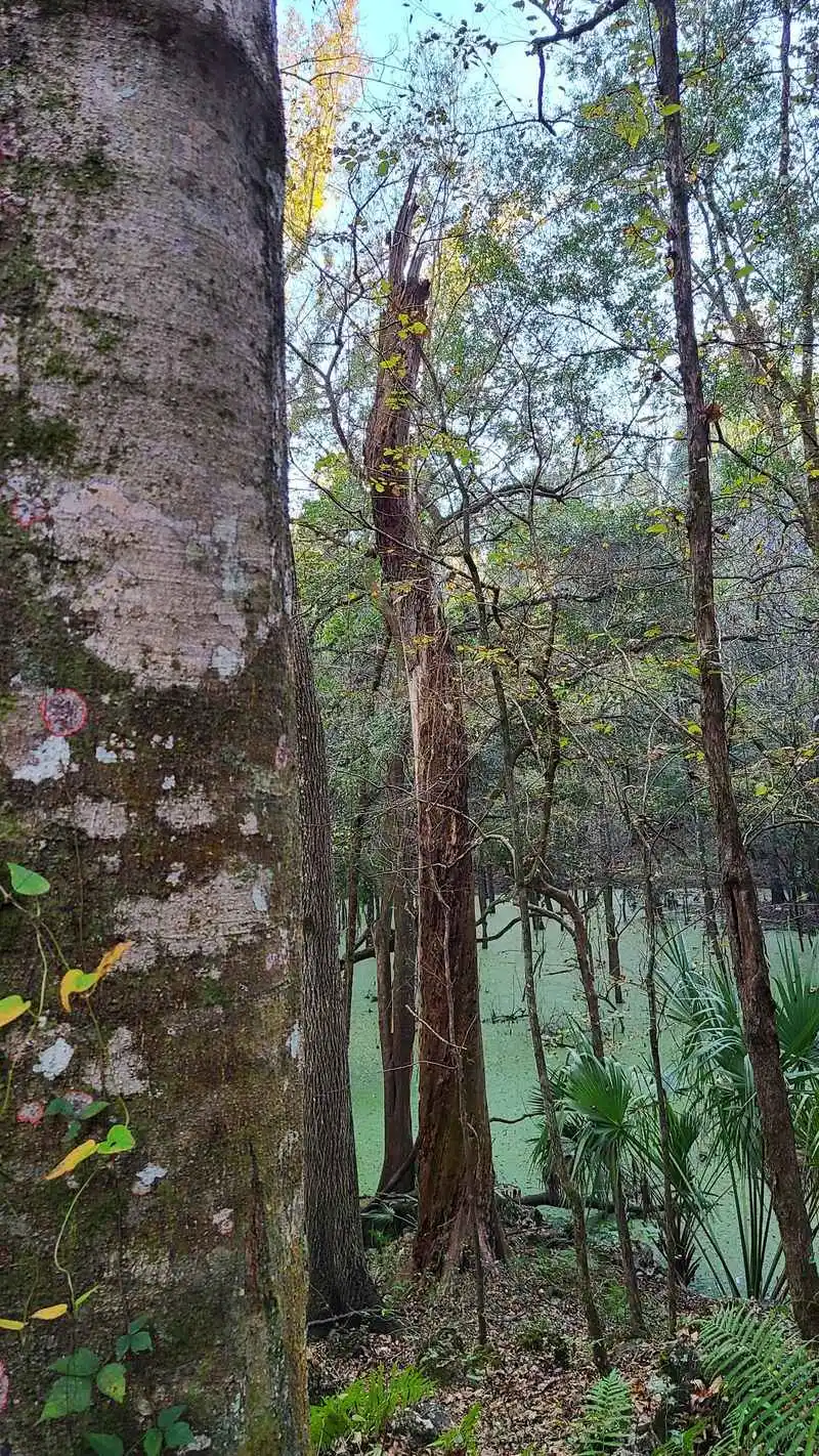 Lizzie Hart Sink: The Feature and Its Story