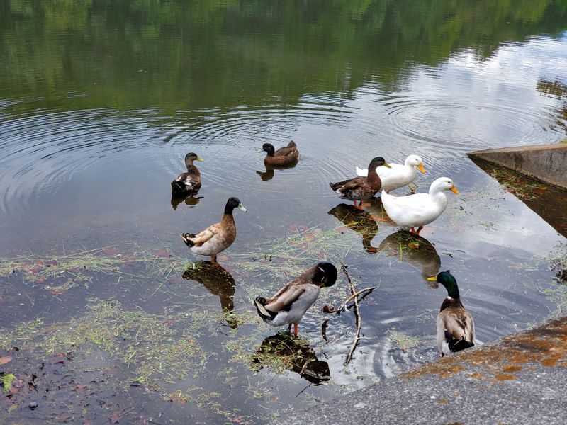 Whimsical Wildlife Encounters