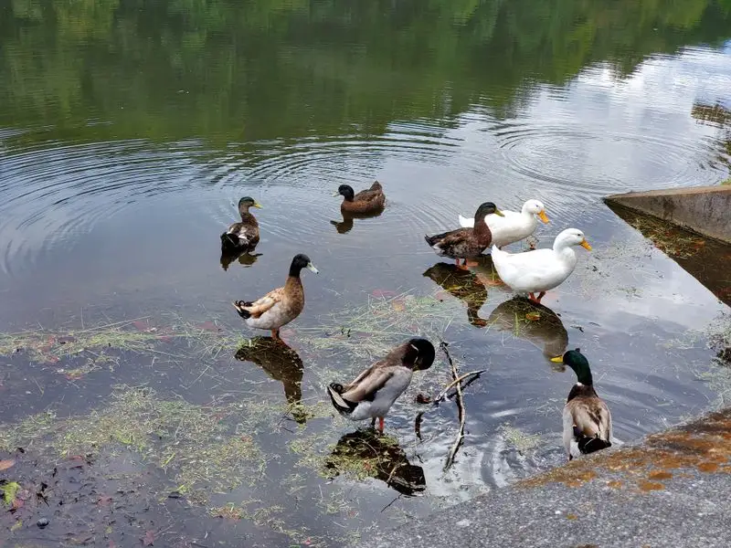 Whimsical Wildlife Encounters