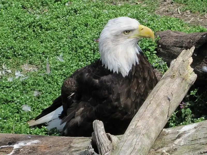 Abundant Wildlife Viewing Opportunities