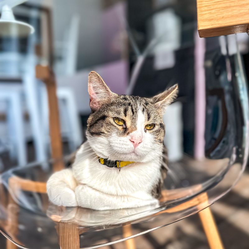 Meeting the Cats: Personalities and Play