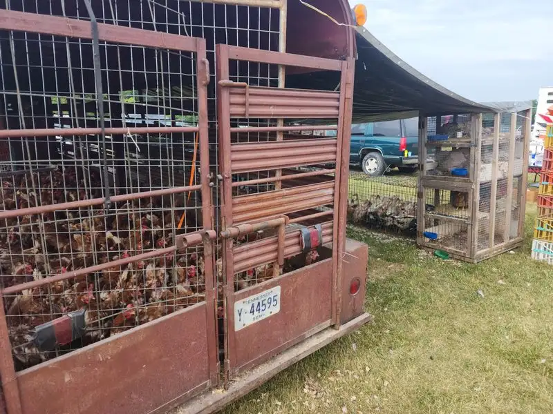 Animals and odds: goats, chickens, and farm curiosities