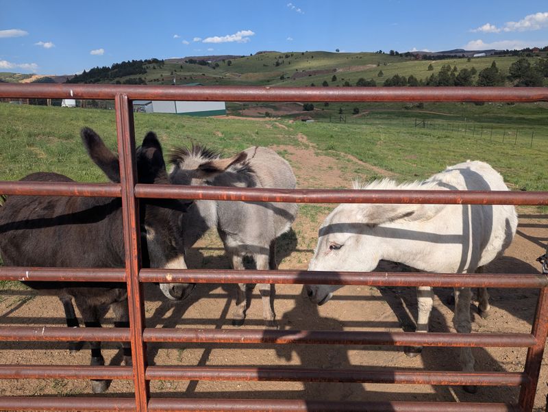 The Wild Donkey Encounters