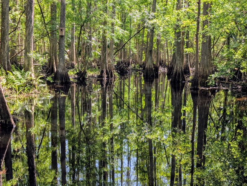 Highlands Hammock State Park – Sebring