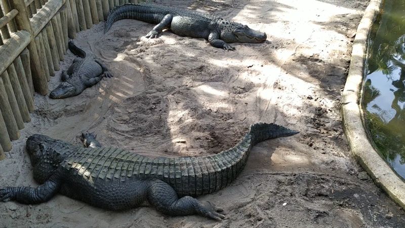 St. Augustine Alligator Farm — a historic reptile park with high-perch views