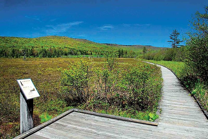 Cranberry Glades Botanical Area