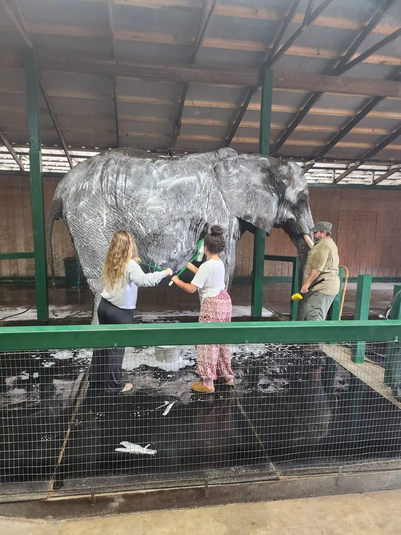 Elephant Spa Enrichment: Bath Time Joy
