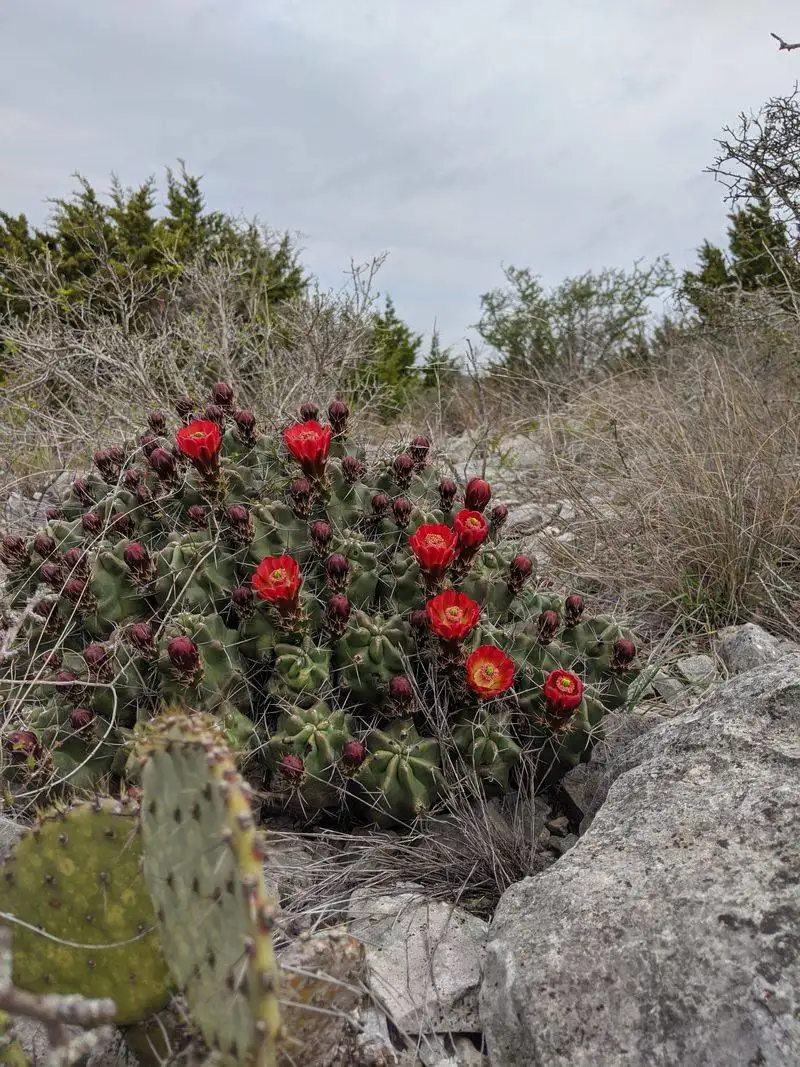 Kickapoo Cavern State Park