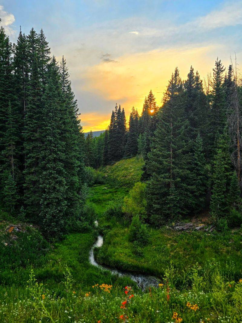 Medicine Bow National Forest