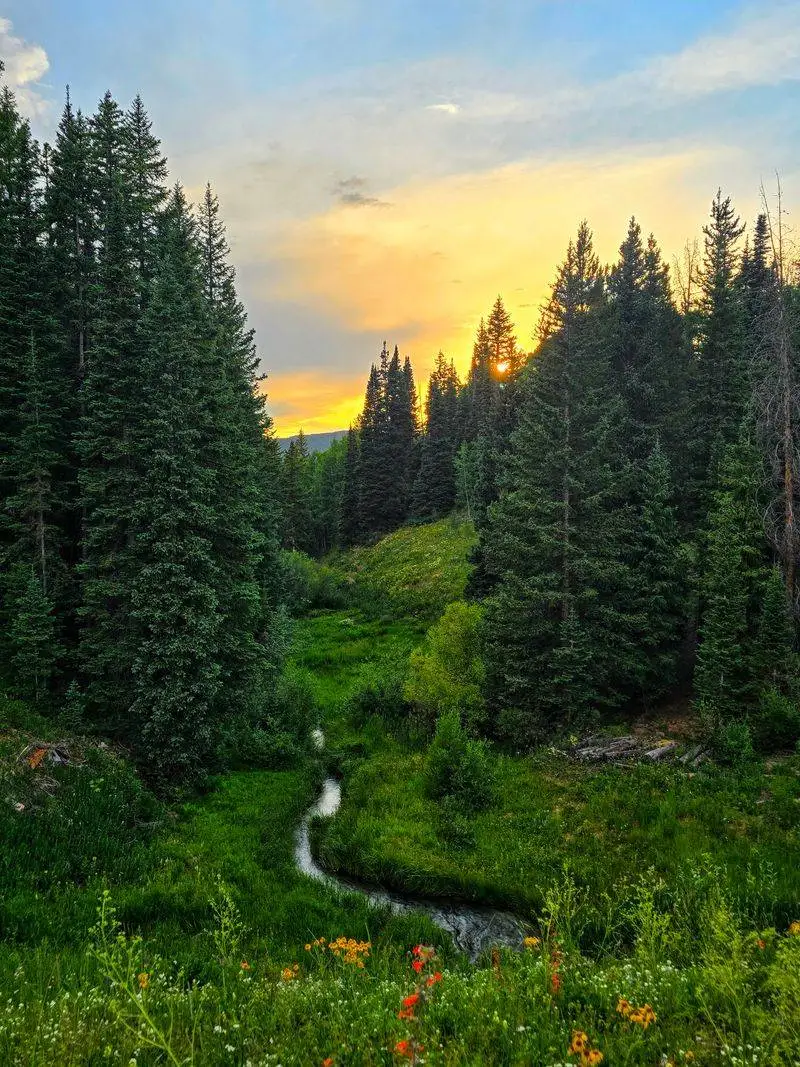 Medicine Bow National Forest