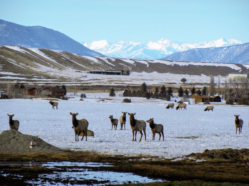 Bozeman to Yellowstone (North Entrance)