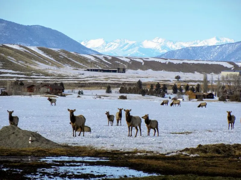 Bozeman to Yellowstone (North Entrance)