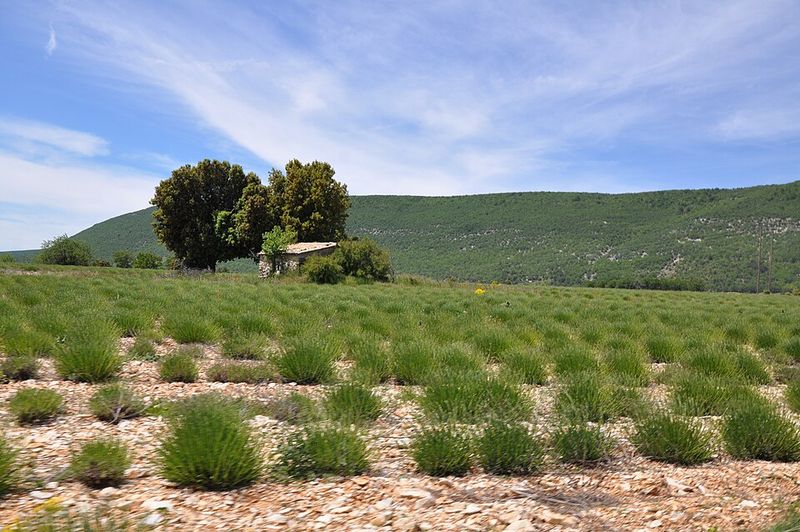 Herbes de Provence blend