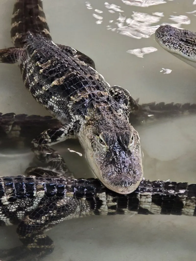 Alligator Encounter: Learning Beside the Scales