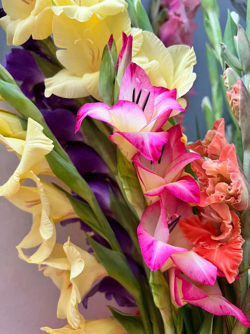 Sunny Meadow Farmers' Market