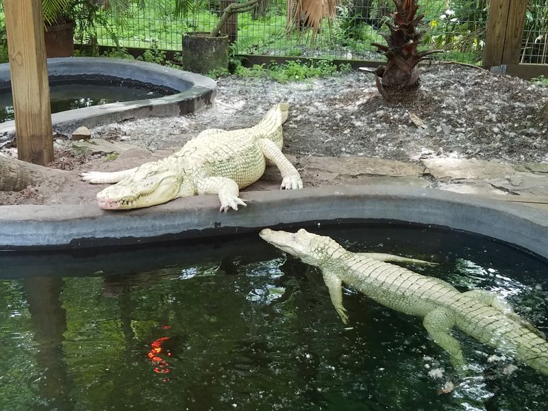 Conservation and Animal Care