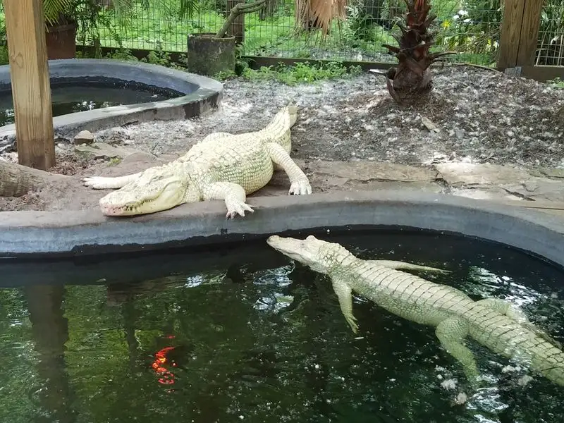 Conservation and Animal Care