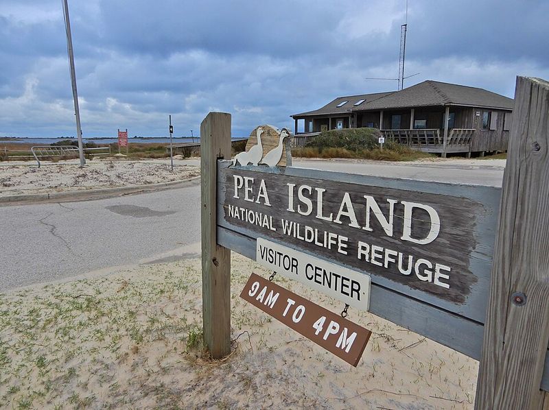 Birdwatching at Pea Island