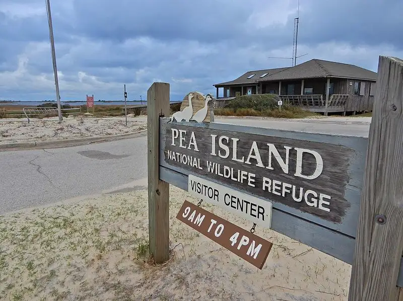Birdwatching at Pea Island