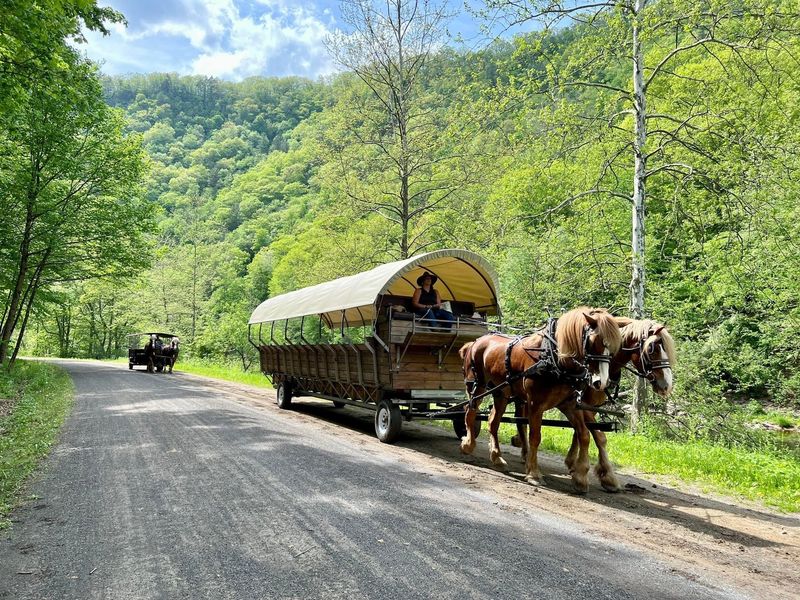Horse Drawn Wagon Ride Downtown