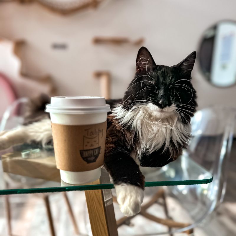 Coffee, Tea, and Treats: What to Sip While You Sit