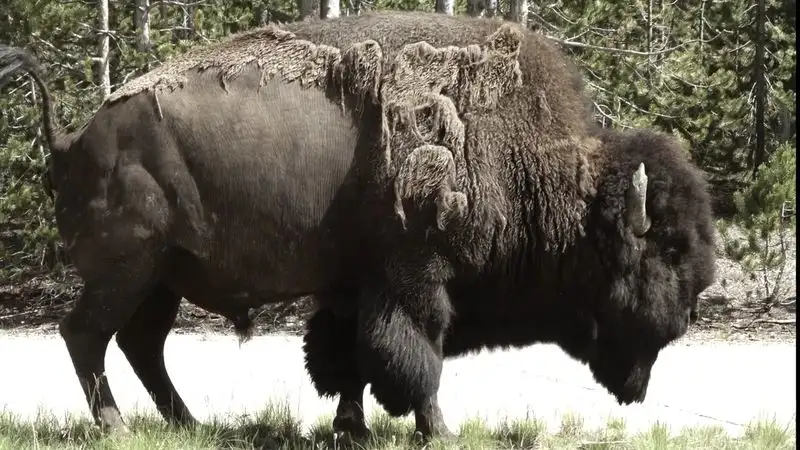 Yellowstone National Park, Montana