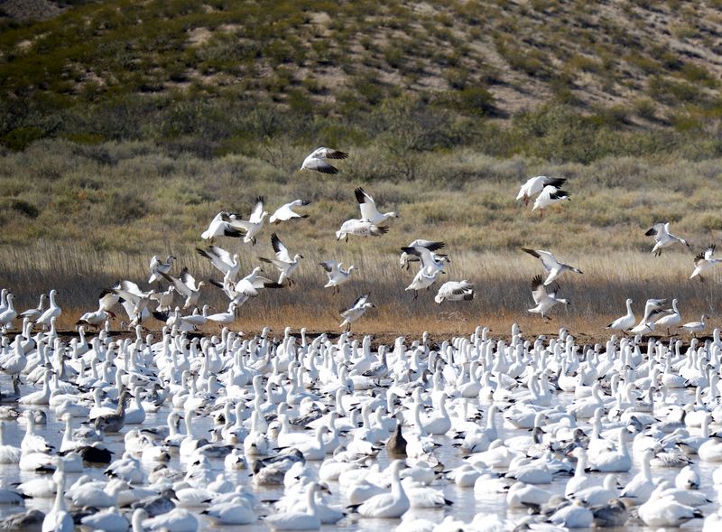 Bosque del Apache