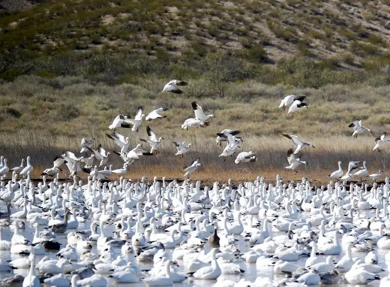 Bosque del Apache
