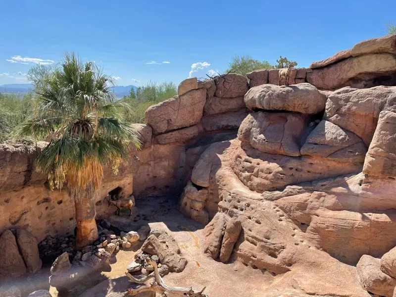 Tucson's Desert Museum