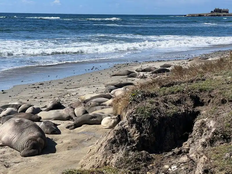A&ntilde;o Nuevo State Park