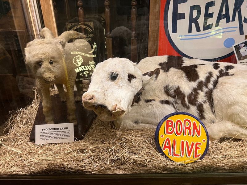 The Museum of the Weird