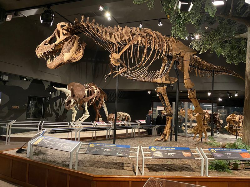 Museum of the Rockies