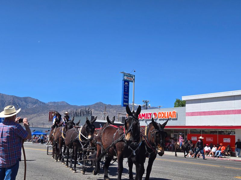 Community Events and Bishop Mule Days Spirit