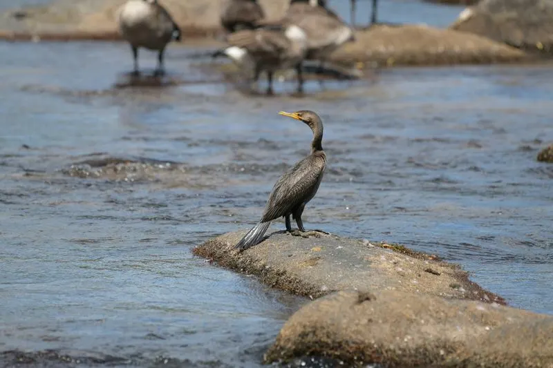 Richmond’s James River Park System