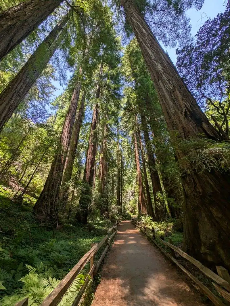 Cathedral Grove Moments