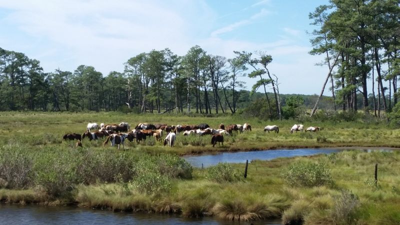 Chincoteague (Off Season or Shoulder Season)