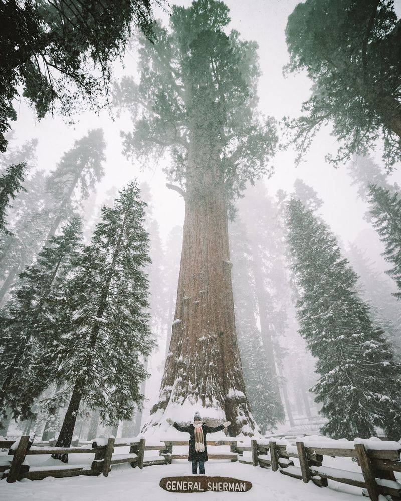 Sequoia National Park