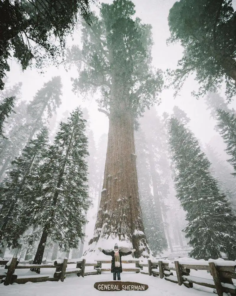Sequoia National Park