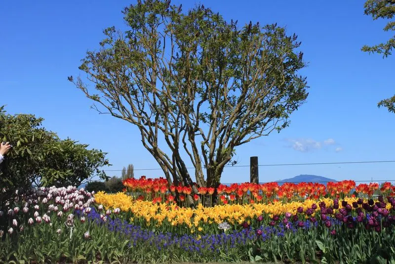 La Conner Daffodil Festival
