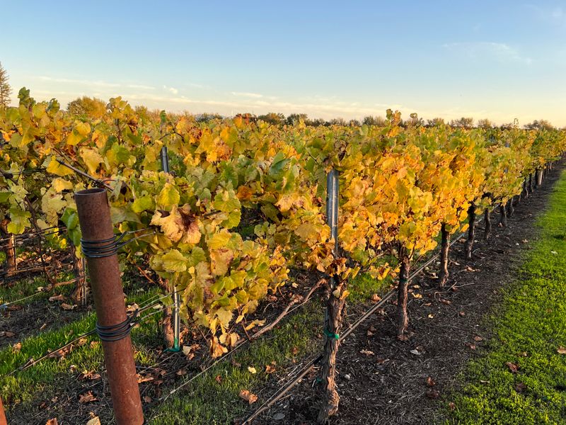 Sonoma County - Kendall-Jackson