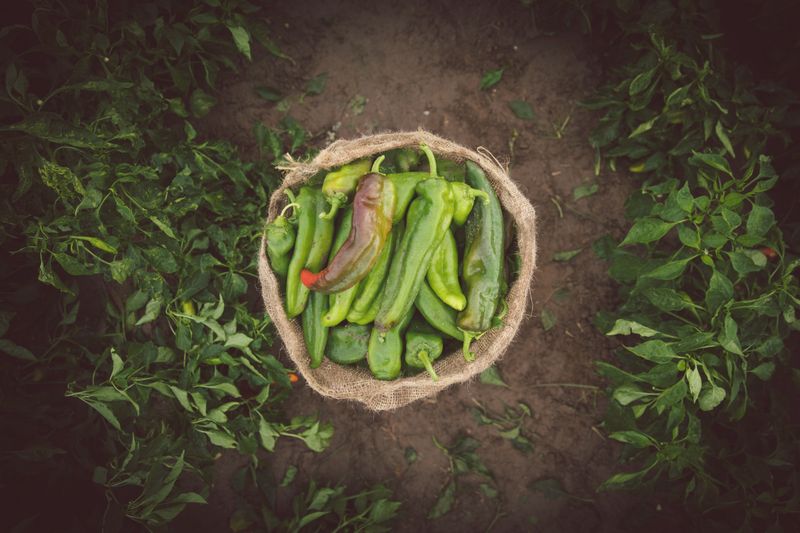 Green Chile Culinary Trail