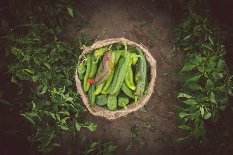 Green Chile Culinary Trail