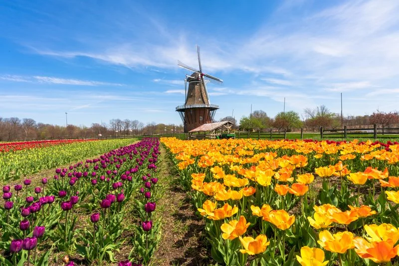 Tulip Time Festival in Holland, Michigan