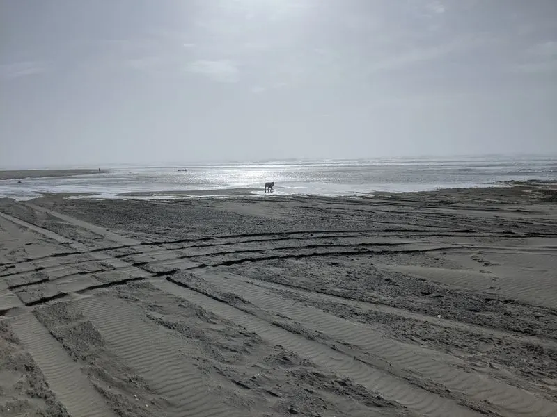 Driving the Beach: Rules, Ruts, and Rewards