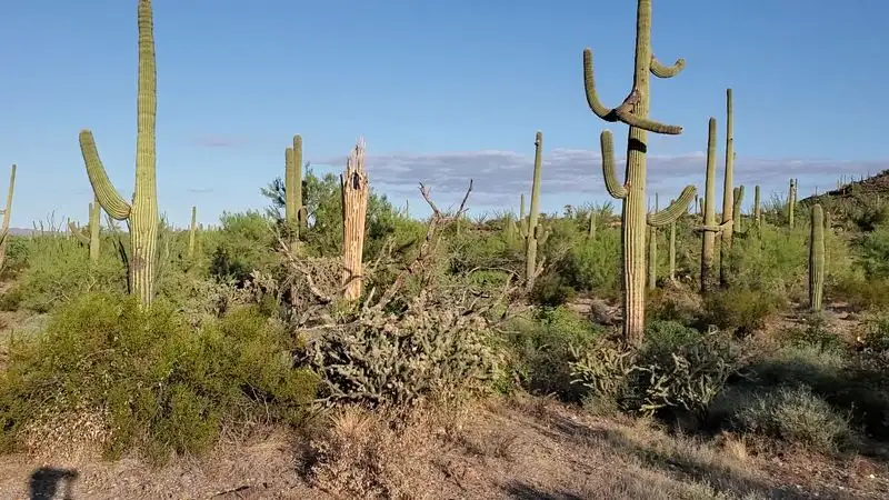 Starting point: Lower Sonoran Desert segment