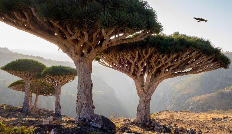Socotra, Yemen