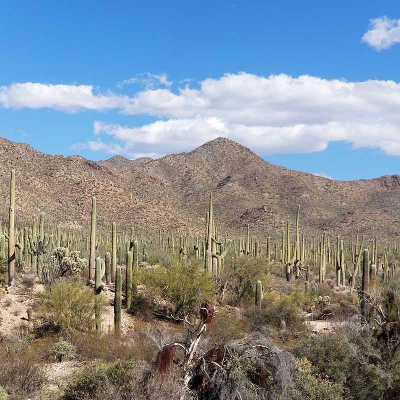 Saguaro National Park's Iconic Cacti